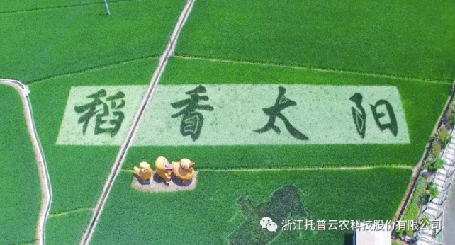 浙江臨安：竹林變稻田，農(nóng)戶喜開顏