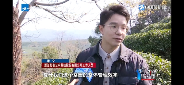 春茶開采正當時！揭秘托普云農(nóng)如何用科技“制”出一杯數(shù)字好茶